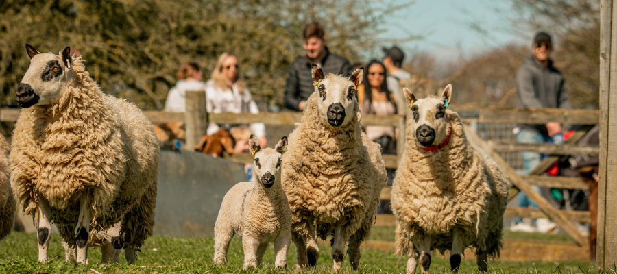Cotswold Stay - Father’s Day in the Cotswolds 2026: The Ultimate Guide to Days Out, Dining & Gifts Cotswolds Farm Park