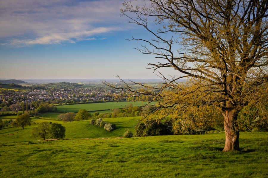 Cotswold Stay - Wonderful Winchcombe Rolling green countryside with a wide grassy field in the foreground, leading to a gently sloping valley dotted with hedgerows, trees, and patchwork farmland. A large tree with bare branches stands prominently on the right side, its trunk and limbs catching warm sunlight. In the distance, Winchcombe spreads across the landscape under a partly cloudy sky with soft blue and golden tones, suggesting late afternoon light.