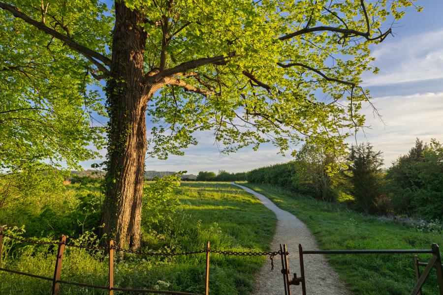 Cotswold Stay - Wonderful Winchcombe A large leafy tree with a thick trunk dominates the left foreground, its green canopy spreading wide in warm sunlight. Beneath the tree, a grassy hillside slopes gently downward, leading to a winding dirt path that curves through the landscape toward the distance. A simple metal gate and fence run across the lower edge of the scene. Beyond the path, rolling fields and hedgerows stretch across the countryside, with clusters of trees and low vegetation under a partly cloudy sky. The lighting is soft and golden, suggesting early morning or late afternoon.